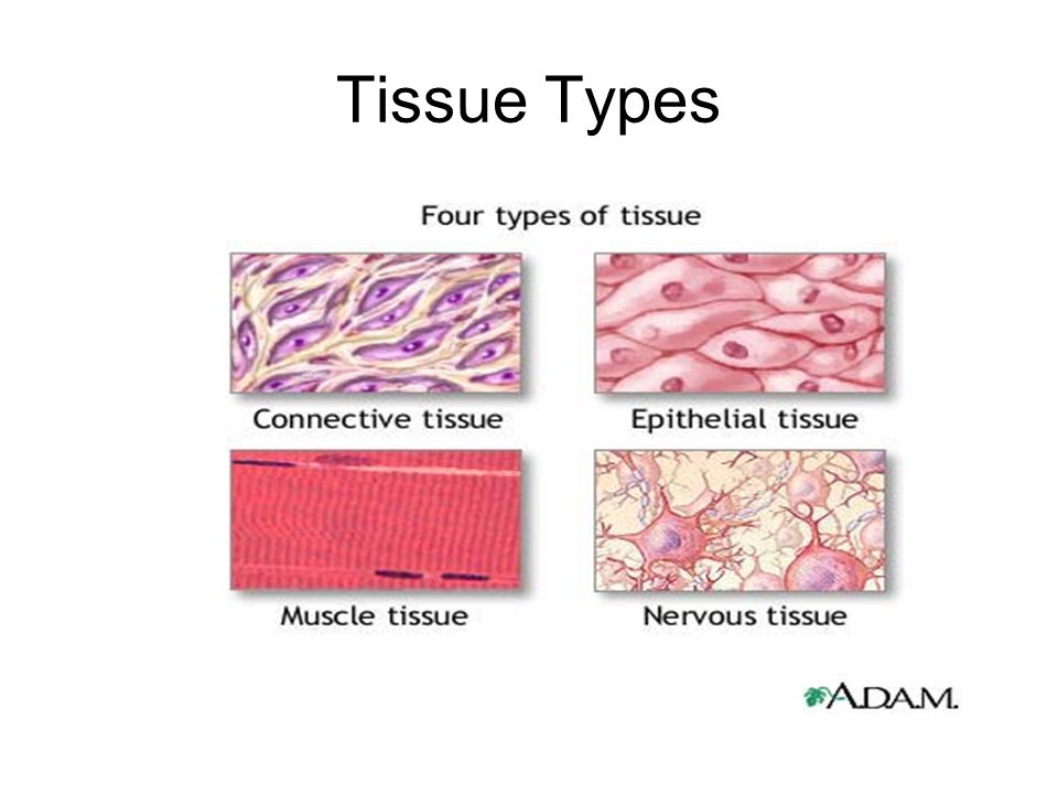 Basic Tissue Types